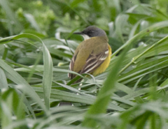 Motacilla flava cinereocapilla