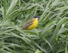 Motacilla flava cinereocapilla