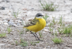 Motacilla flava cinereocapilla