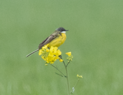 Motacilla flava cinereocapilla