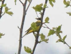 Motacilla flava cinereocapilla