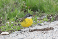 Motacilla flava cinereocapilla