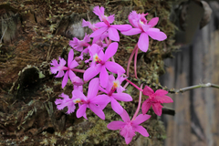 Epidendrum secundum