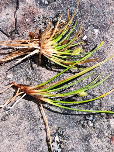 Isolepis alpina