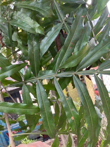 Foto de Árvore-da-borracha