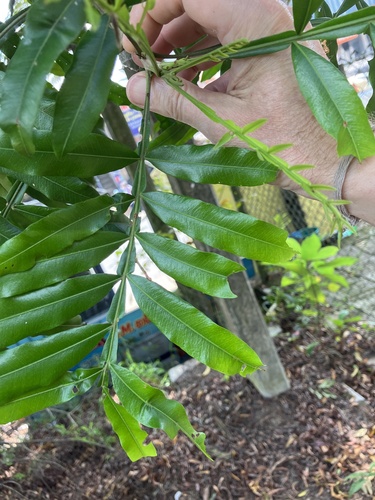Foto de Árvore-da-borracha