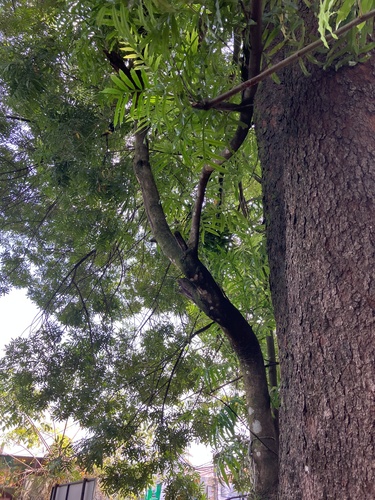 Foto de Árvore-da-borracha