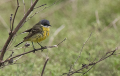 Motacilla flava cinereocapilla