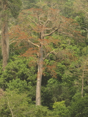 Cavanillesia platanifolia