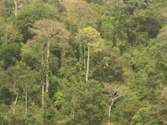 Cavanillesia platanifolia