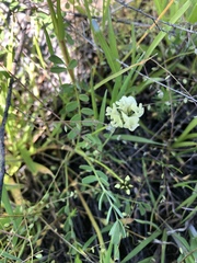 Astragalus breweri