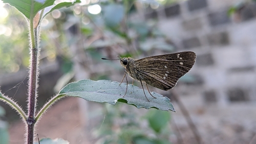 Formosan Swift photo 6