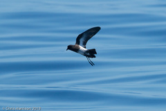 Fregetta maoriana