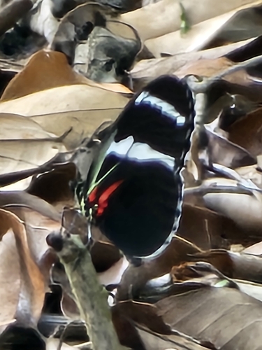 Heliconius antiochus
