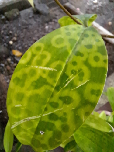 Foto de Pleomele