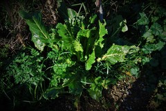 Beta vulgaris cicla