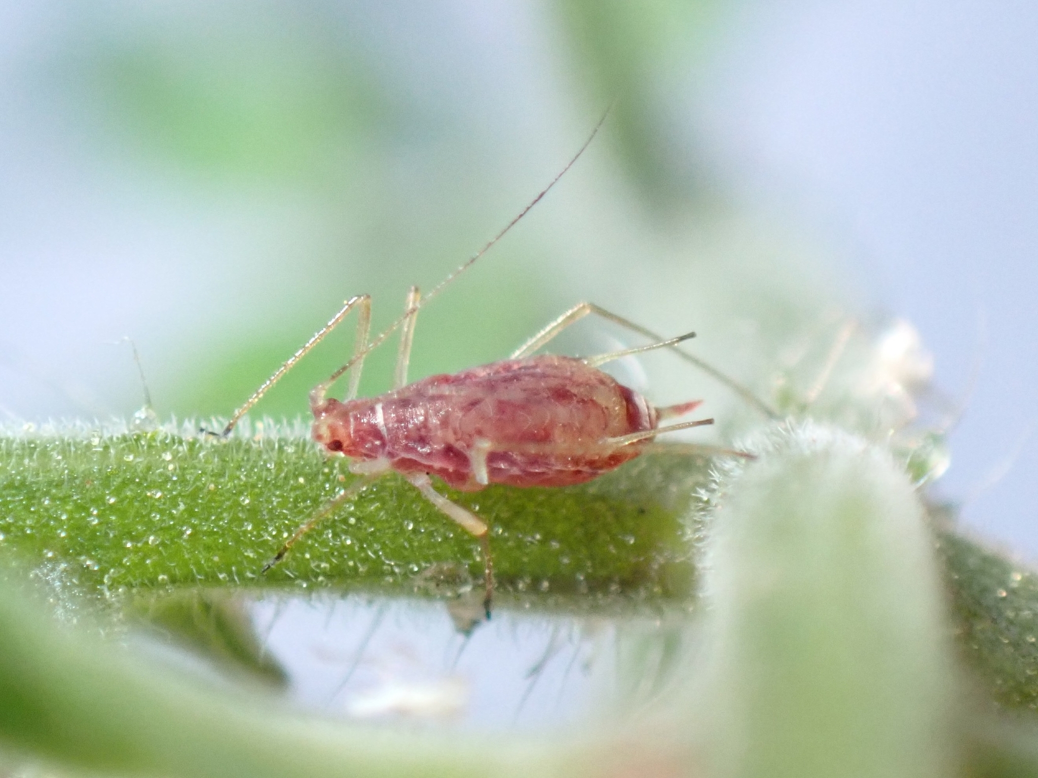 Macrosiphum euphorbiae