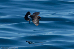 Fregetta maoriana