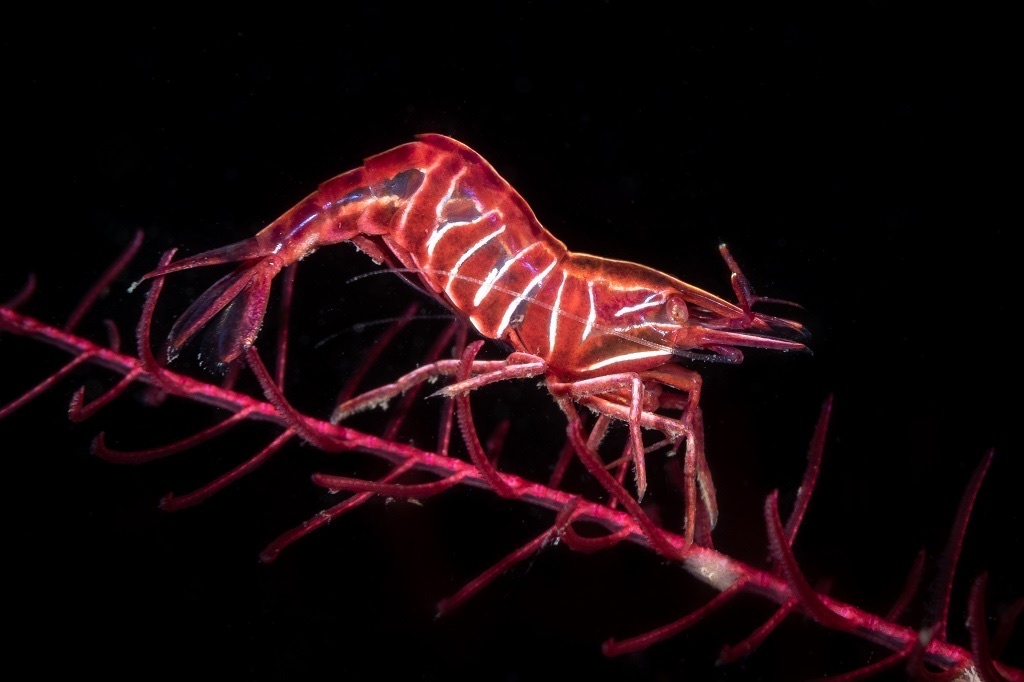 Hippolyte prideauxiana