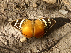 Aterica rabena