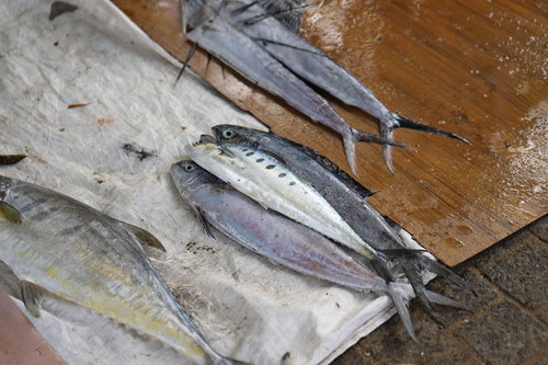 Needlescaled Queenfish