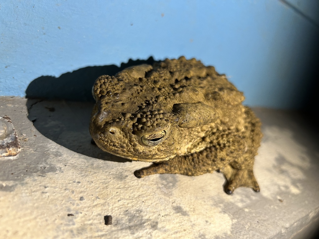 Giant River Toad from Borneo, Tambunan, Sabah, MY on January 16, 2024 ...