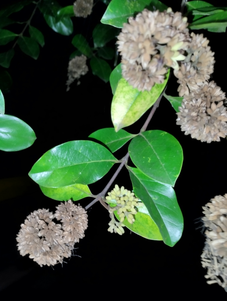 Norrisia malaccensis