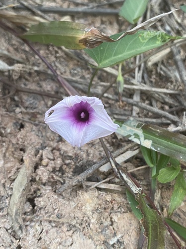 Water Morning Glory