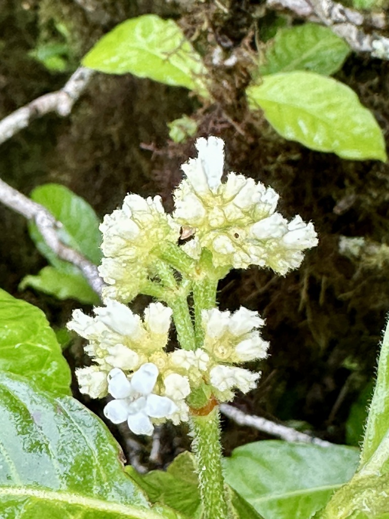 threadleaf chaff flower from Parque Nacional Galápagos, Santa Cruz ...