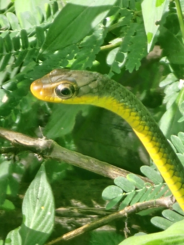 Yellow-lipped Sipo