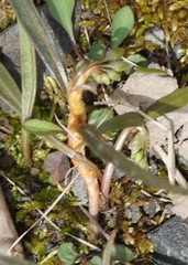 Puccinia mariae-wilsoniae