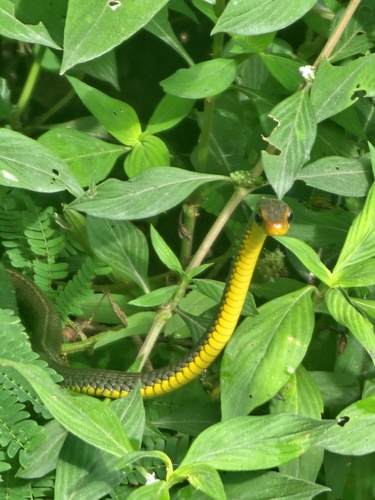 Yellow-lipped Sipo