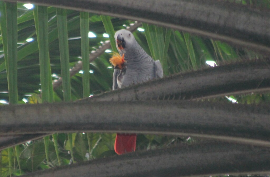 African Grey Parrot In January 2024 By Erwin Sieben INaturalist   Large 