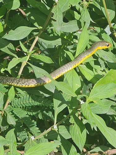 Yellow-lipped Sipo