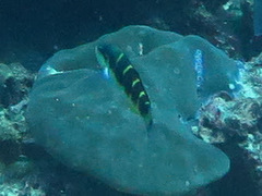 Thalassoma jansenii