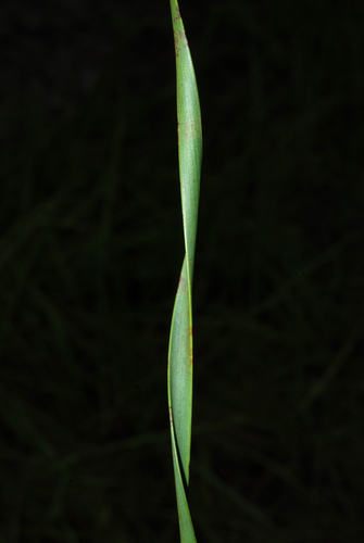 Carolina Yellow-eyed Grass