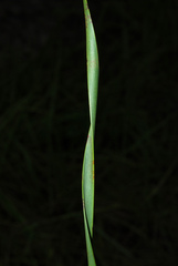 Carolina Yellow-eyed Grass