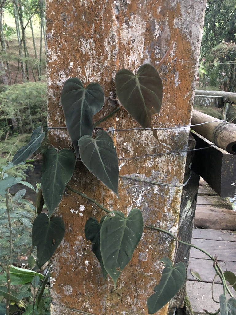 Philodendron growing