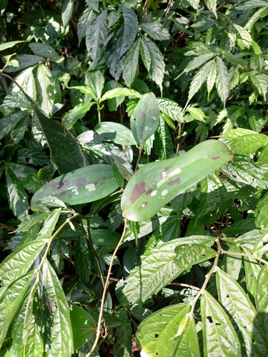 Image of Smilax bracteata by (c) Jason, some rights reserved (CC BY)