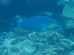 Chlorurus strongylocephalus