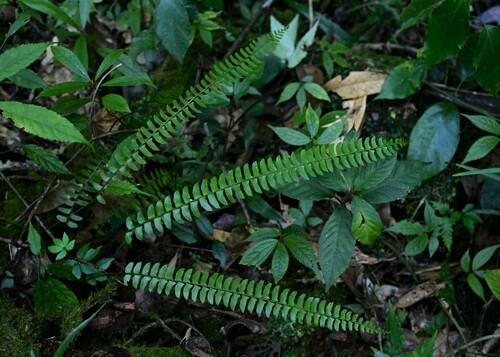 Polystichum deltodon iNat (1)