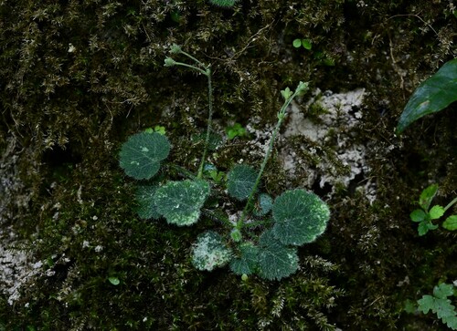 Androsace kouytchensis