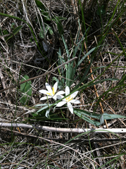Leucocrinum montanum