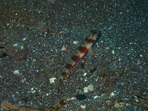 Japanese Shrimpgoby