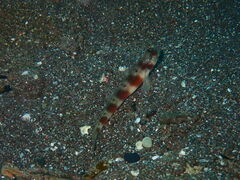 Japanese Shrimpgoby
