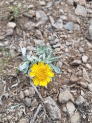 Tetraneuris argentea