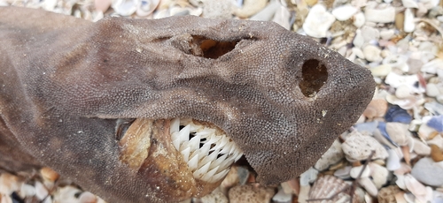 Black shark (Dalatias licha) — Dalatiidae — 4