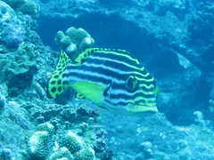Plectorhinchus vittatus