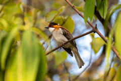 Chestnut Bulbul photo 3