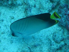 Chaetodon decussatus